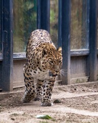 A Far Eastern leopard, a rare species of wild cat, in a zoo. Conservation of endangered species.