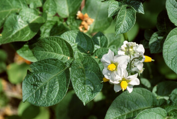 Pomme de terre 'Ratte'