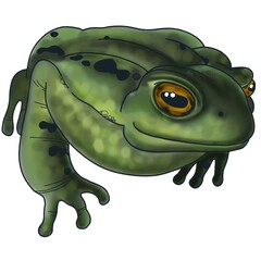 green frog cartoon
