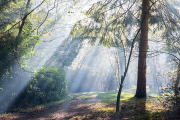 morning in the forest