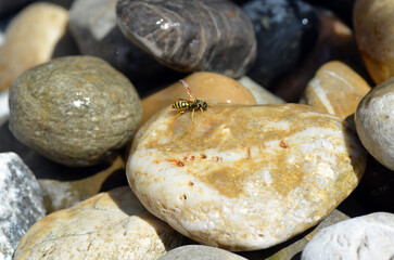 Echte Wespe bei Wassersuche