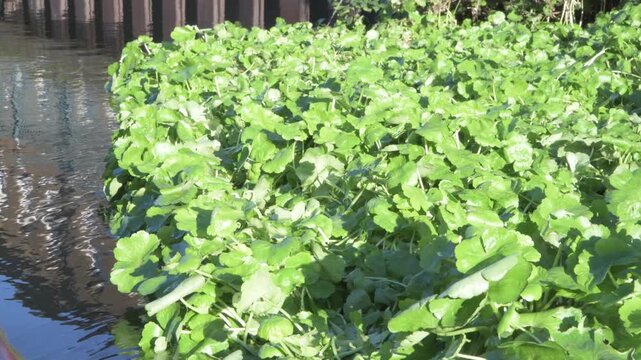 Floating pennywort on River Lea near Enfield Lock