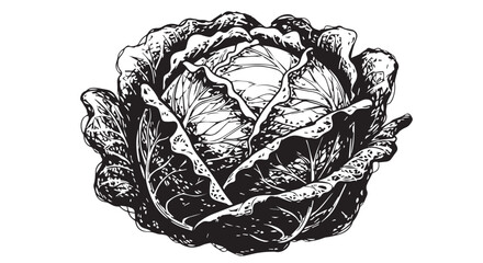 Detailed black and white illustration of a fresh cabbage head in a monochrome sketch.