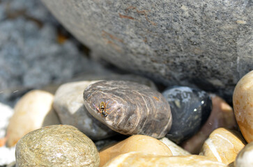 Echte Wespe bei Wassersuche