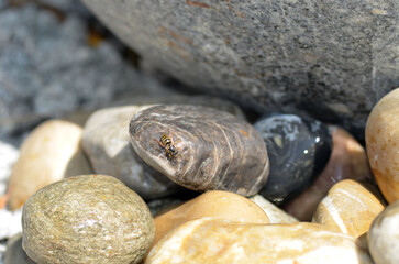 Echte Wespe bei Wassersuche