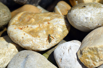 Echte Wespe bei Wassersuche