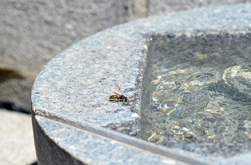 Echte Wespe bei Wassersuche