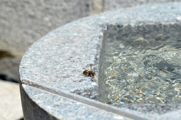 Echte Wespe beim Rohstoffsammeln f&uuml;r Nestbau