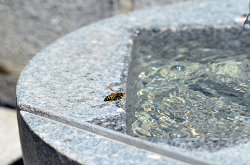 Echte Wespe beim Rohstoffsammeln f&uuml;r Nestbau