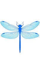 Beautiful blue dragonfly insect with detailed wings spread open.