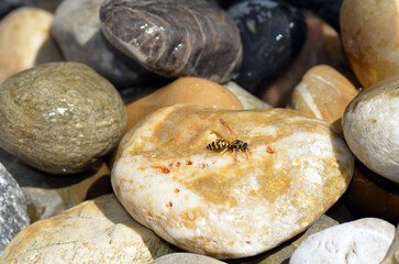 Echte Wespe beim Rohstoffsammeln f&uuml;r Nestbau