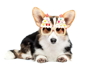 Funny Corgi Dog Lying Down in Christmas Tree Glasses, Isolated on White Background.