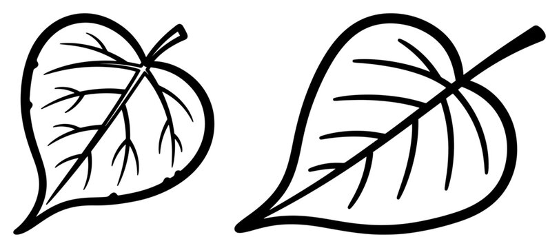 peepal leaves sacred fig bodhi tree leaf line art vector