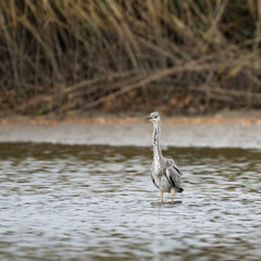Grey Heron Standing in Calm Water