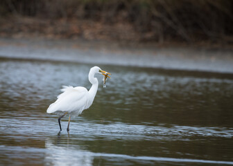 White great egret standing in water with open beak catching fish