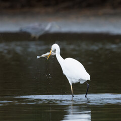 White great egret standing in water with open beak catching fish