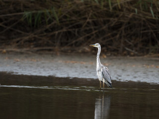 A lovely grey heron s reflection in the lakeside