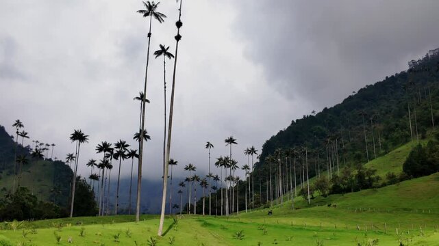 El sol se ilumina los troncos de las palmas de cera en el Eje Cafetero de Colombia