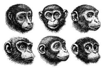 Set of hand drawn monkey heads Vector black and white engraving style animal portraits of primates or chimpanzees