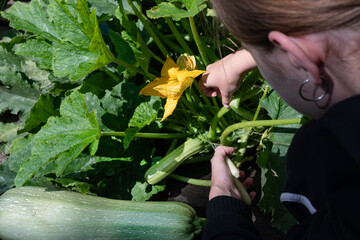 Gardener harvesting fresh zucchini and blooming flowers in backyard vegetable garden during sunny afternoon