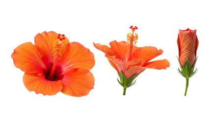 Three stages of orange hibiscus flower development isolated on transparent background