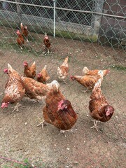 free range chickens