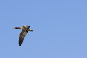 flying goose framed by blue sky, greylag goose in flight, greylag goose soaring in the sky, large bird in flight seen from the side, spread wings, freedom, free as a bird, flying, Anser anser