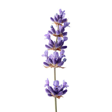 Lavender purple flower herb bloom isolated stem macro botanical aromatic calm lavender purple flower herb bloom isolated stem macro botanical aromatic transparency background, delicate petals
