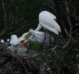 Great Heron Chicks in a nest
