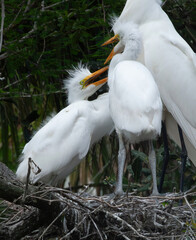 Great Heron Chicks in a nest