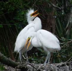 Great Heron Chicks in a nest
