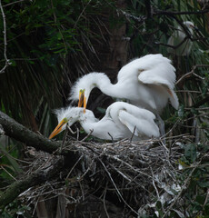 Great Heron Chicks in a nest