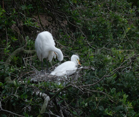 Great Heron Chicks in a nest