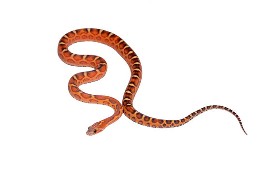 A scaleless corn snake - rat snake morph  (Pantherophis guttatus ) is a non-venomous snake that lacks scales due to a genetic mutation. 