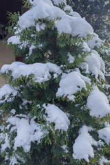Snow-covered thuja branches symbolize winter's silence and beauty. A winter natural backdrop.