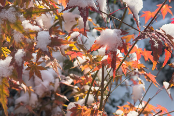 The autumn red leaves of a Japanese maple, covered in snow, symbolize the changing seasons. The contrast between autumn foliage and winter snow.