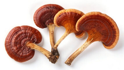 mushrooms on a white background
