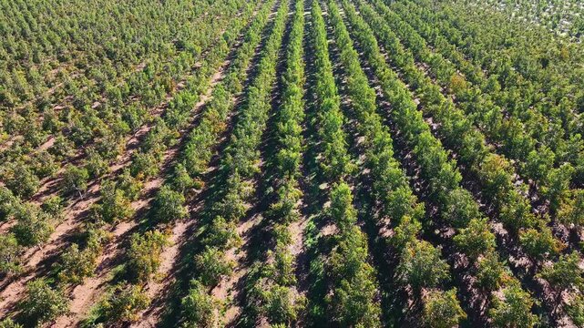 Volando sobre lugares en cultivo de hileras