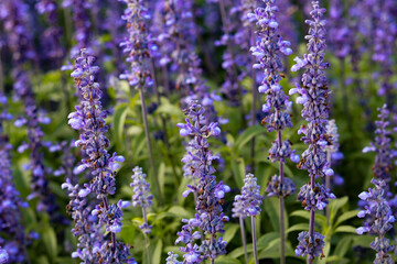 Vibrant Violet Garden