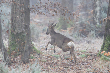 Un chevreuil en forêt