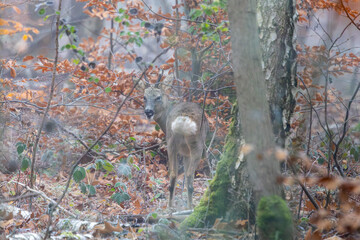Un chevreuil en forêt