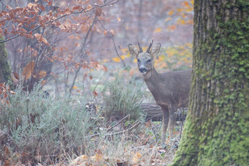 Un chevreuil en forêt