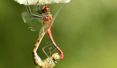 Two mating dragonflies on a leaf in czech republic