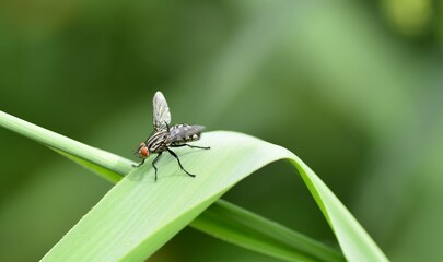 Close up of flies sitting on a leaf in summer in central bohemia i czech republic