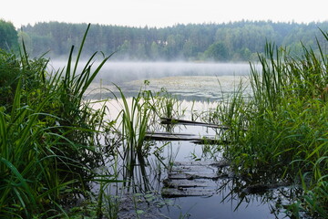jezioro, lato, mgła, nostalgia, cisza, spokój, zarośla, trzciny, las, drzewa, pomost, drewniany, toń, woda, poranek, mglisty poranek, kładka, spokojny, krajobraz,  spowija, chłodny, rosa, porastające © Kat