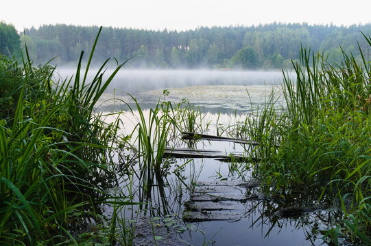 jezioro, lato, mgła, nostalgia, cisza, spok&oacute;j, zarośla, trzciny, las, drzewa, pomost, drewniany, toń, woda, poranek, mglisty poranek, kładka, spokojny, krajobraz,  spowija, chłodny, rosa, porastające
