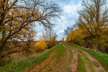 Naklejka premium beautiful landscape of country road in autumn forest with bright yellow leaves on trees, cloudy weather