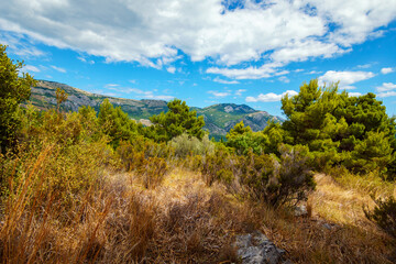 beautiful landscape with a view of the mountains covered with forest on a bright sunny day