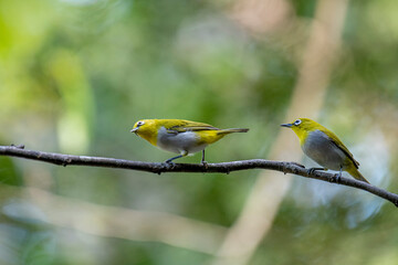 The Indian white-eye (Zosterops palpebrosus), formerly known as the Oriental white-eye, is a small, social, and active passerine bird.