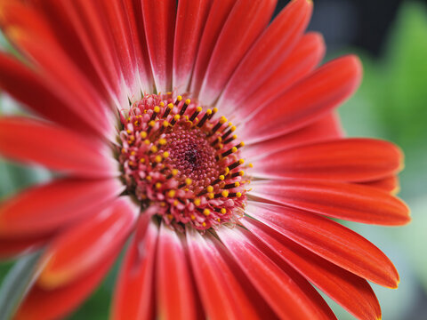 Vibrant red gerbera daisy close-up showcasing intricate details, perfect for spring designs and adding a pop of color to creative projects beautifully
